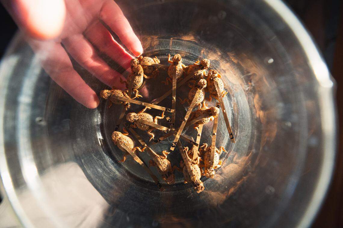 Texas horned lizards that are about to be released into the wild in the Texas Hill Country.