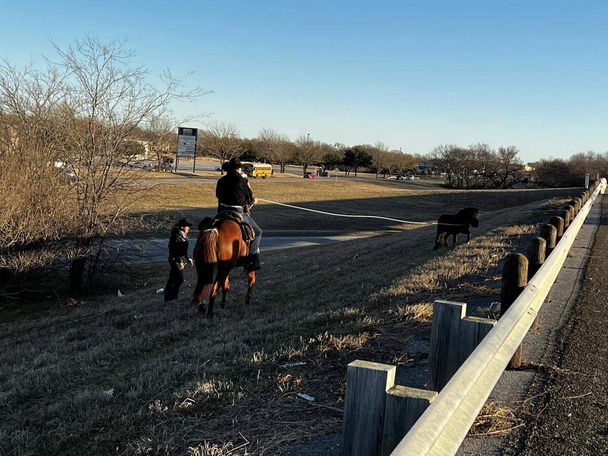Police on horse wrangles loose pony.