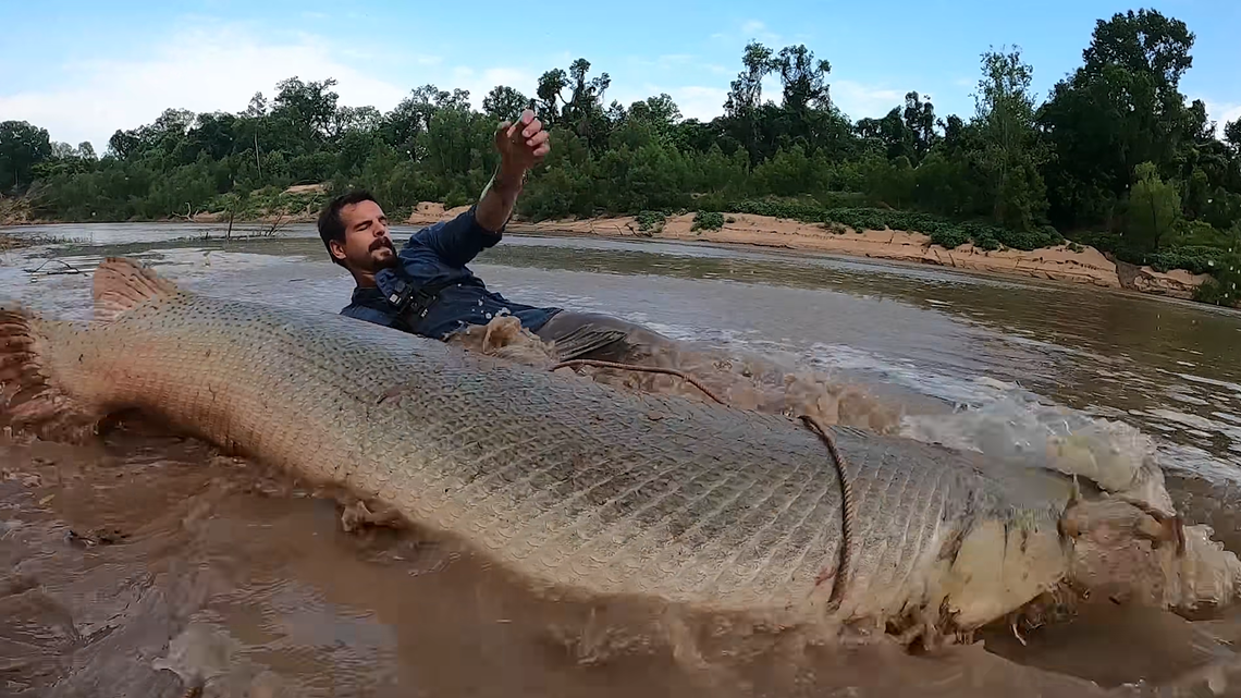A fisherman in Houston, Texas, reeled in a massive alligator gar.