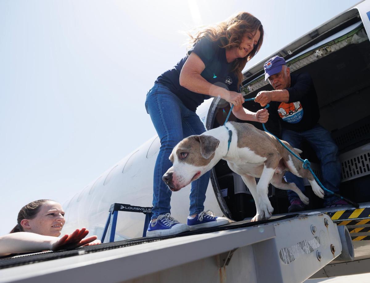 Nelda Corbell, co-president of Wings of Rescue, center, and Ric Browde, CEO of Wings of Rescue, unload a dog that escaped his crate after landing at Texas Jet in Fort Worth on Thursday, July 10, 2025, in Fort Worth.
