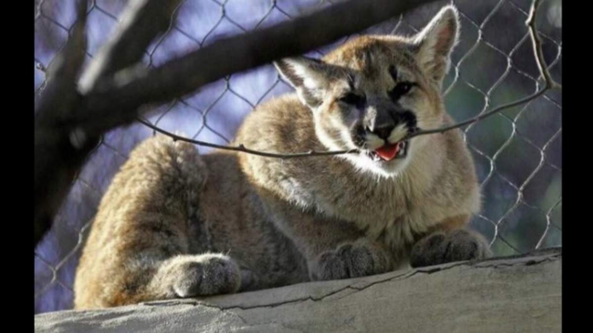 In this file photo, a mountain lion cub sits in the Texas section of the Fort Worth Zoo.