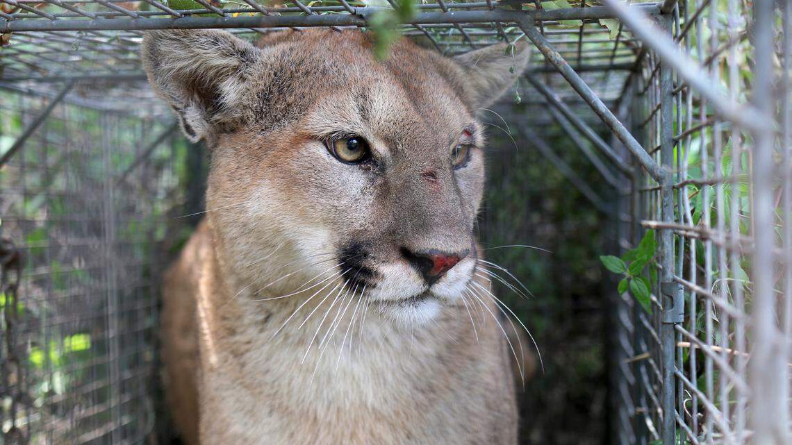 A mountain lion was spotted in the Portola District neighborhood of San Francisco on doorbell video and is being monitored by the Bay Area Puma Project.
