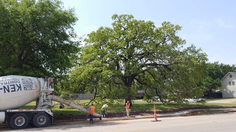 ‘It can never be replaced.’ What it takes to save a 190-year-old tree in North Texas