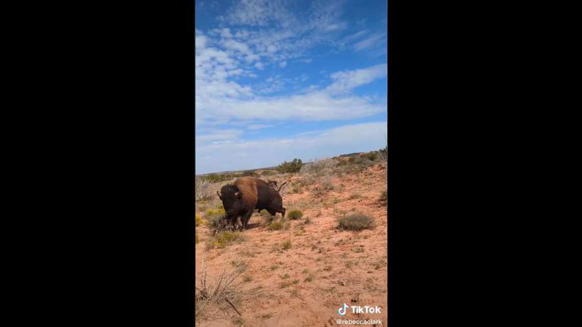 A woman was attacked by a bison after getting too close during hike at Caprock Canyons State Park in Texas, video shows.