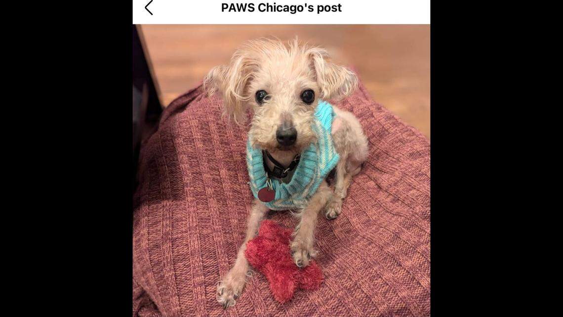 Cece is currently safe and warm and on the mend at a foster home.