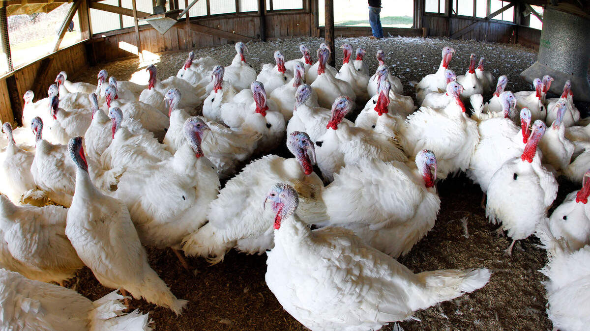 Jamie Rischer opens a barn door which houses breeding tom turkeys at Raymond’s Turkey Farm in Methuen, Mass. Friday, Nov. 18, 2011. (AP Photo/Elise Amendola)