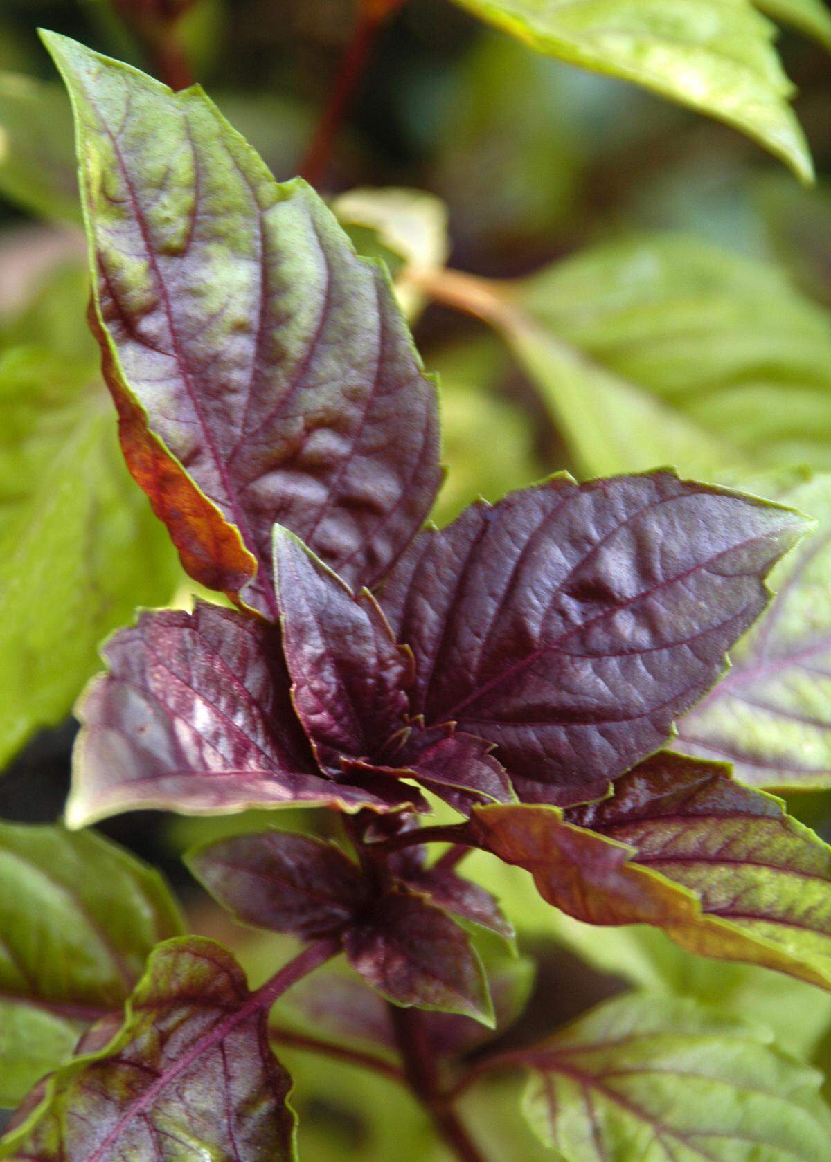 Purple basil.