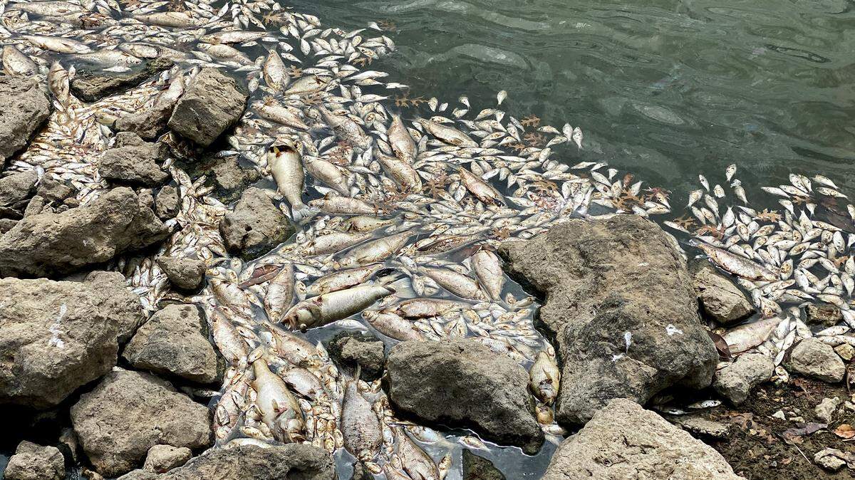 Hundreds of dead fish float along the shoreline of a catch and release pond in north Fort Worth’s Villages of Woodland Springs on Monday.