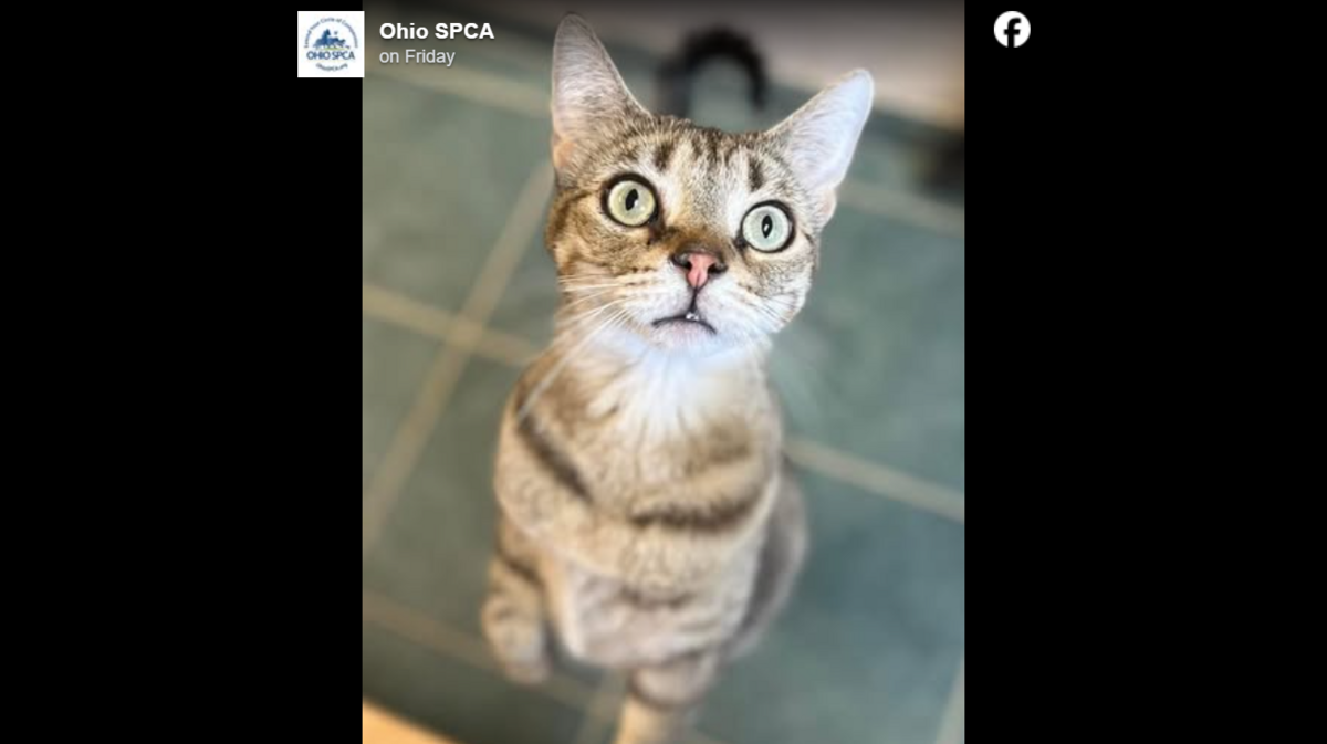 Sweet Jamie has found her forever home.