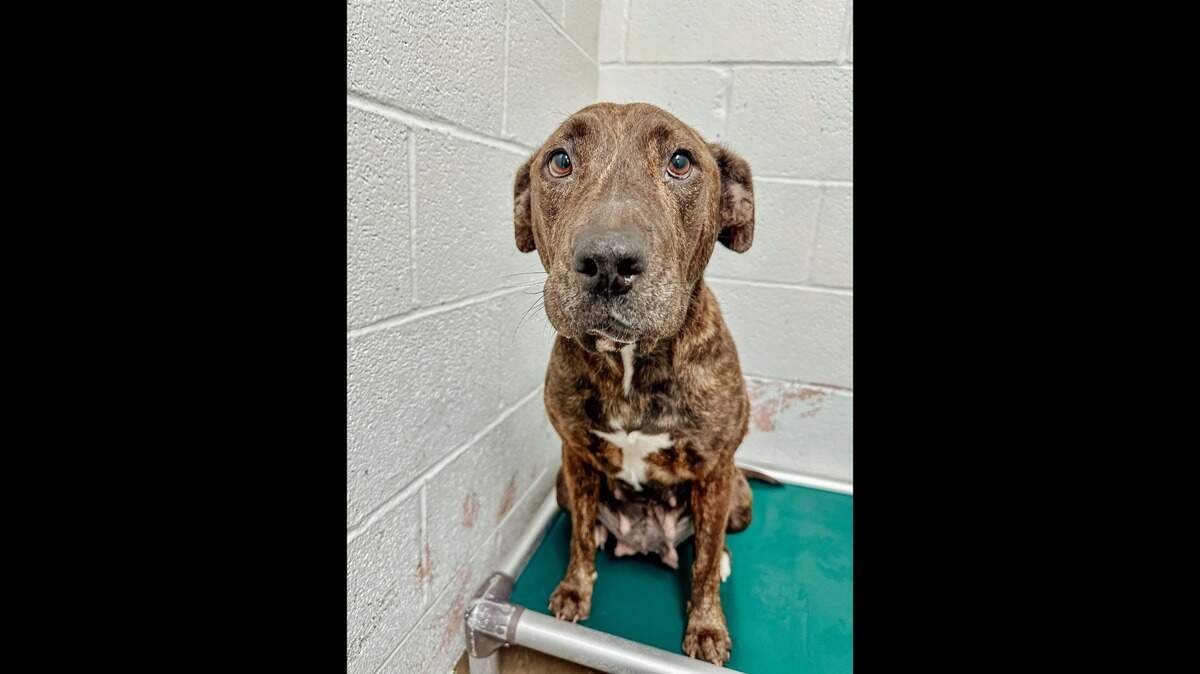 Twiggy, a 2-year-old North Texas dog, is recovering after being shot in the face. Humane Society of North Texas staff say she’ll soon be ready for adoption.