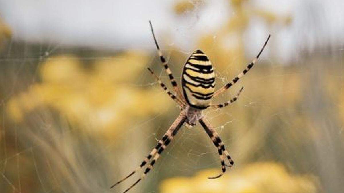 Female banana spider, otherwise known as “golden orb weavers,” for their yellow, silk-like webs that span three to five feet. These critters come out in Texas from mid-summer to fall and are harmless to residents.