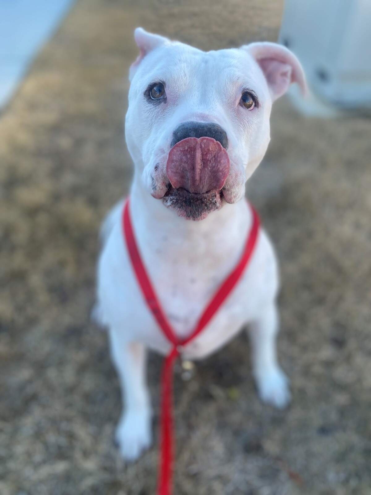Ribbit (ID 48419787) is a sweet girl who can come off shy at first. Ribbit is a medium-size 5-year-old white Terrier, Pit Bull/Mix with brown spots. She’s been at the North Animal Campus since August 2021.