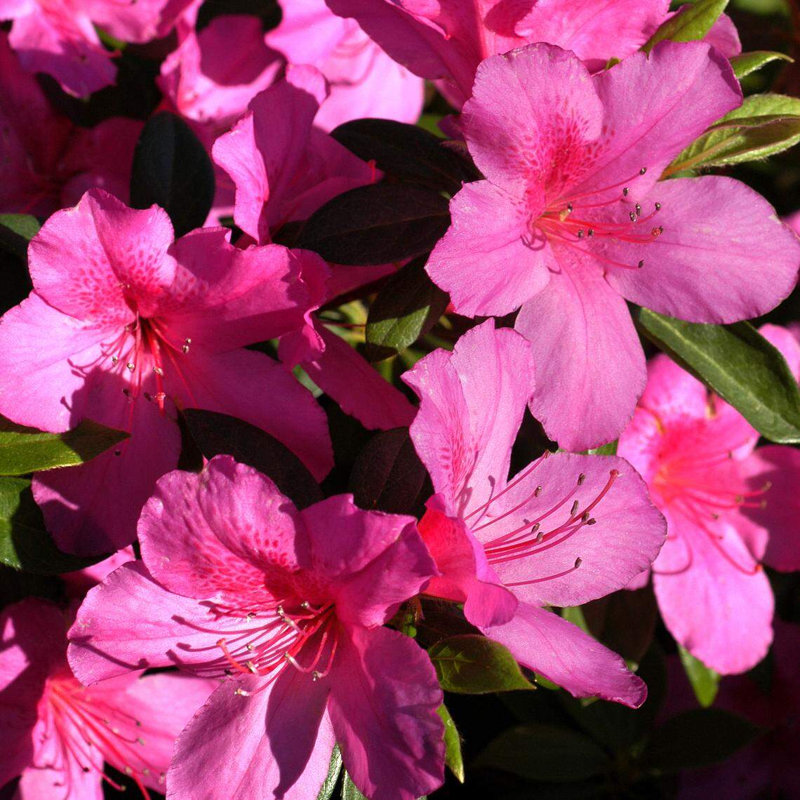 Azaleas have lengthy history. We certainly have native azaleas in the U.S., but the types we most commonly see in nurseries and landscapes have descended from plants collected in China and Japan.