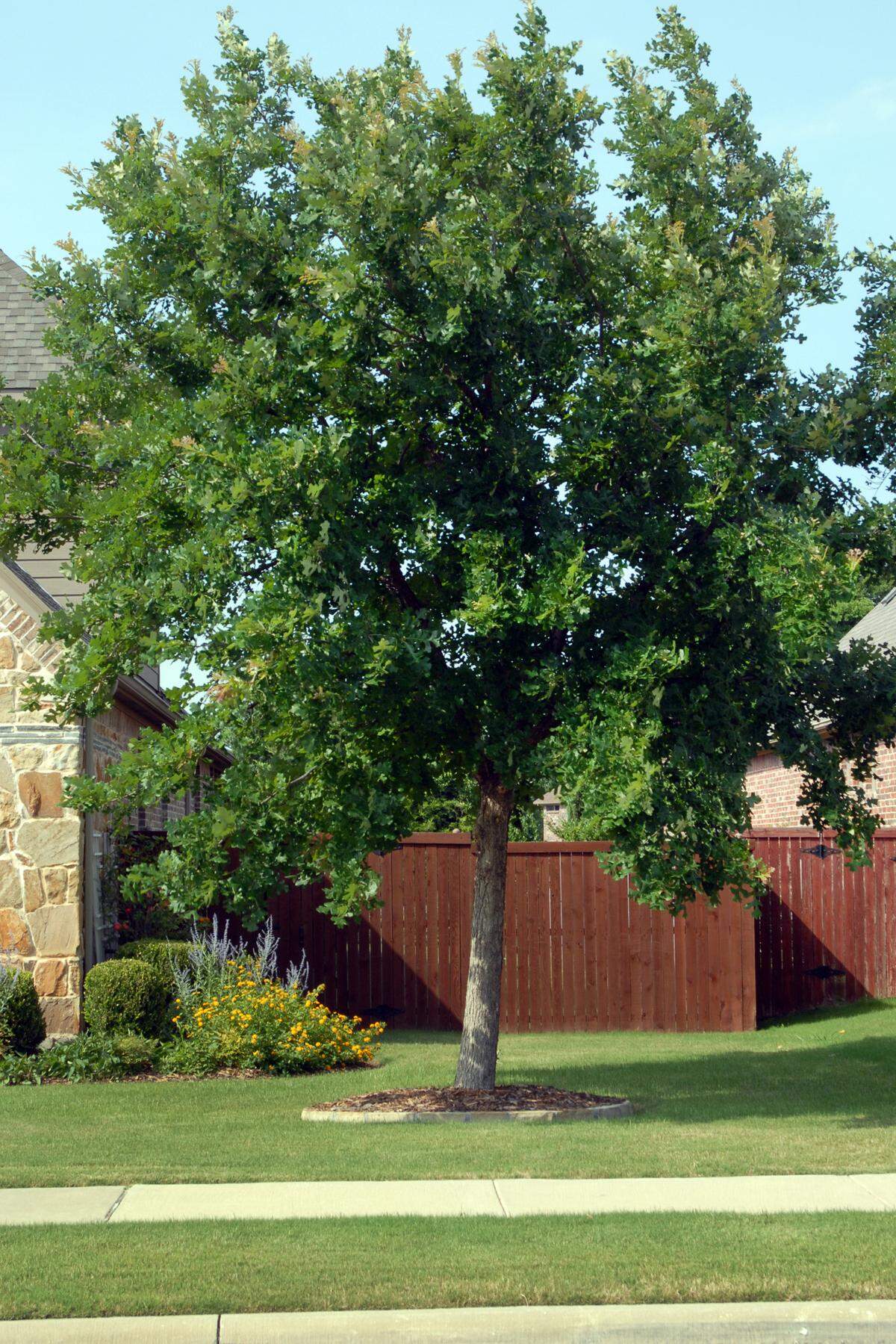Young bur oak will mature to be a fine landscaping investment.