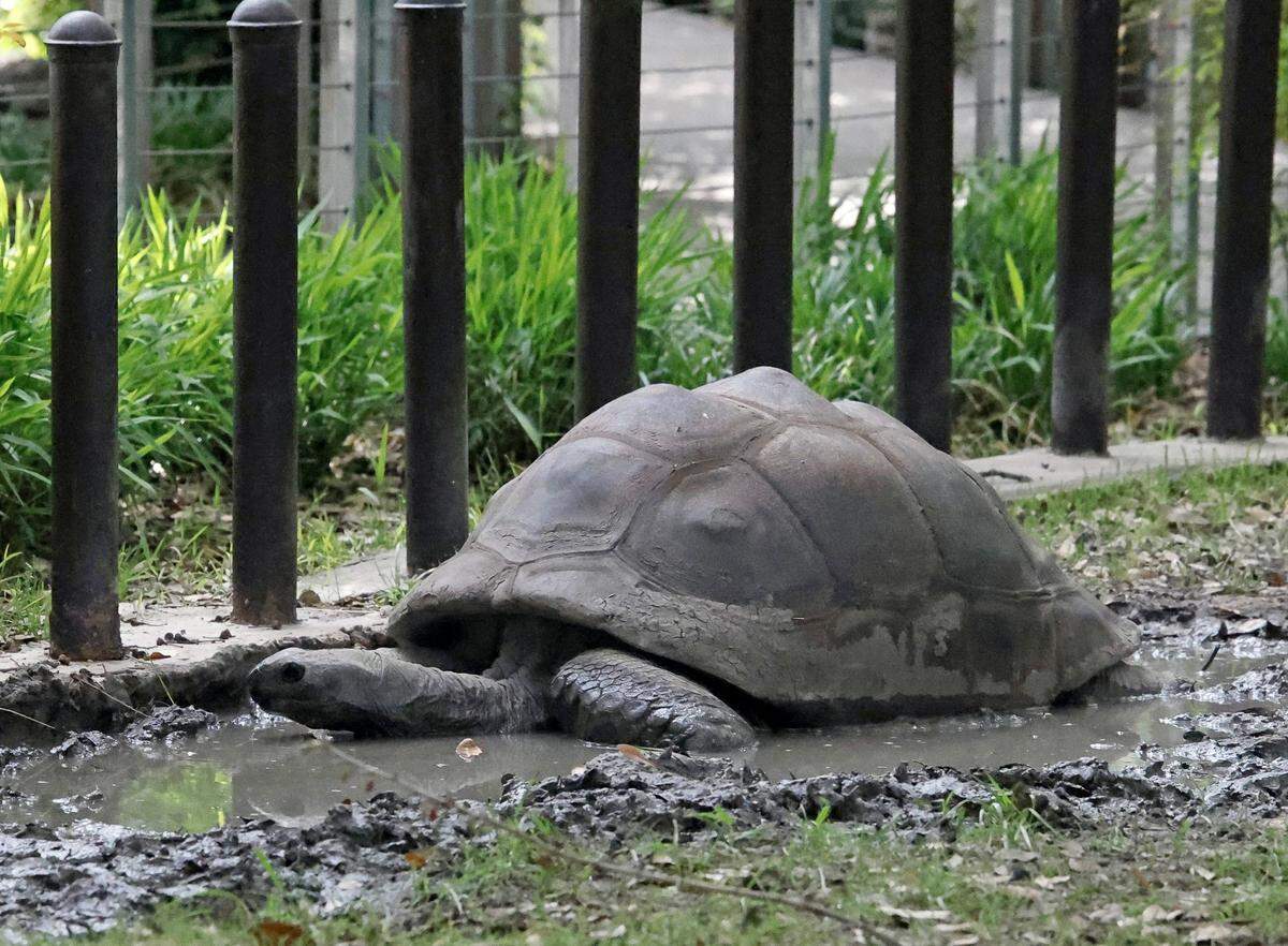 Tortoises barely moved and some took part in a mud bath during the total solar eclipse at the Fort Worth Zoo in Fort Worth, Texas, Monday Apr 08, 2024. (Special to the Star-Telegram Bob Booth)