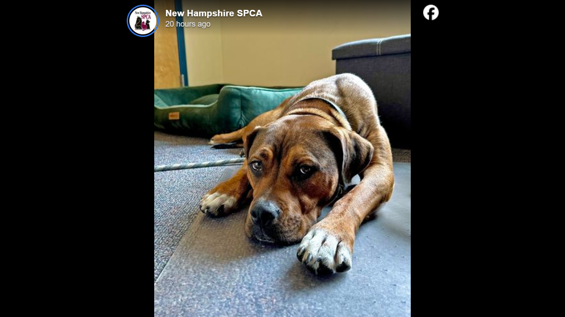 Despite the traumas of Veronica’s past, she still has the capacity to love deeply, a shelter says.