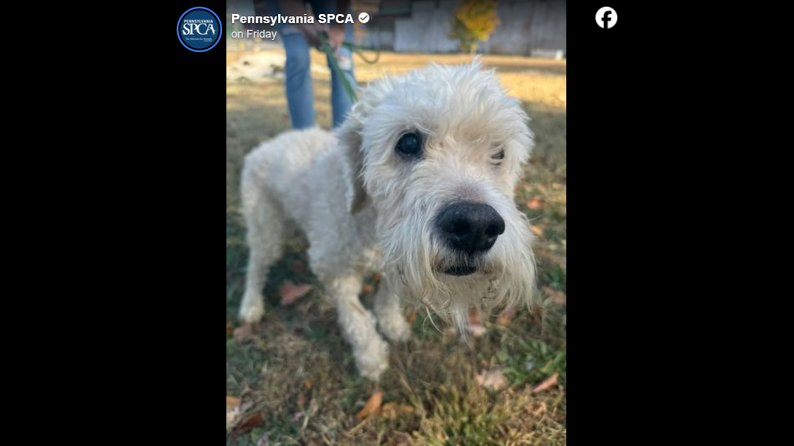 Sweet Shock is ready for a loving home, a Pennsylvania shelter said.