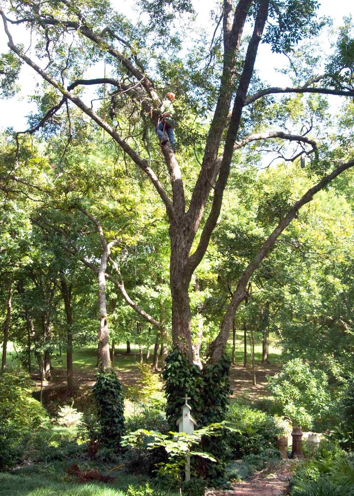 Being an accomplished arborist requires skill, patience, a knowledge of tree growth, and experience.