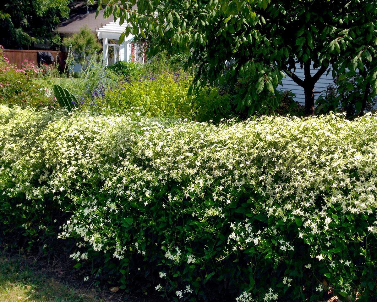 Sweet autumn clematis smothers itself with white blossoms in the fall.