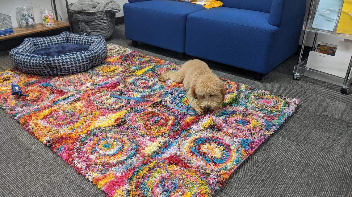 Wilbur, a mini goldendoodle, will greet children seeking shelter at the Underground, a drop-in center at One Safe Place. The Underground is a short-term shelter for youth up to 22 years old who are vulnerable to trafficking.