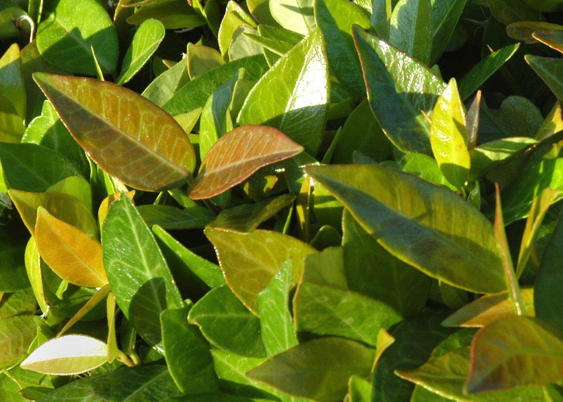 Asian jasmine new spring growth.