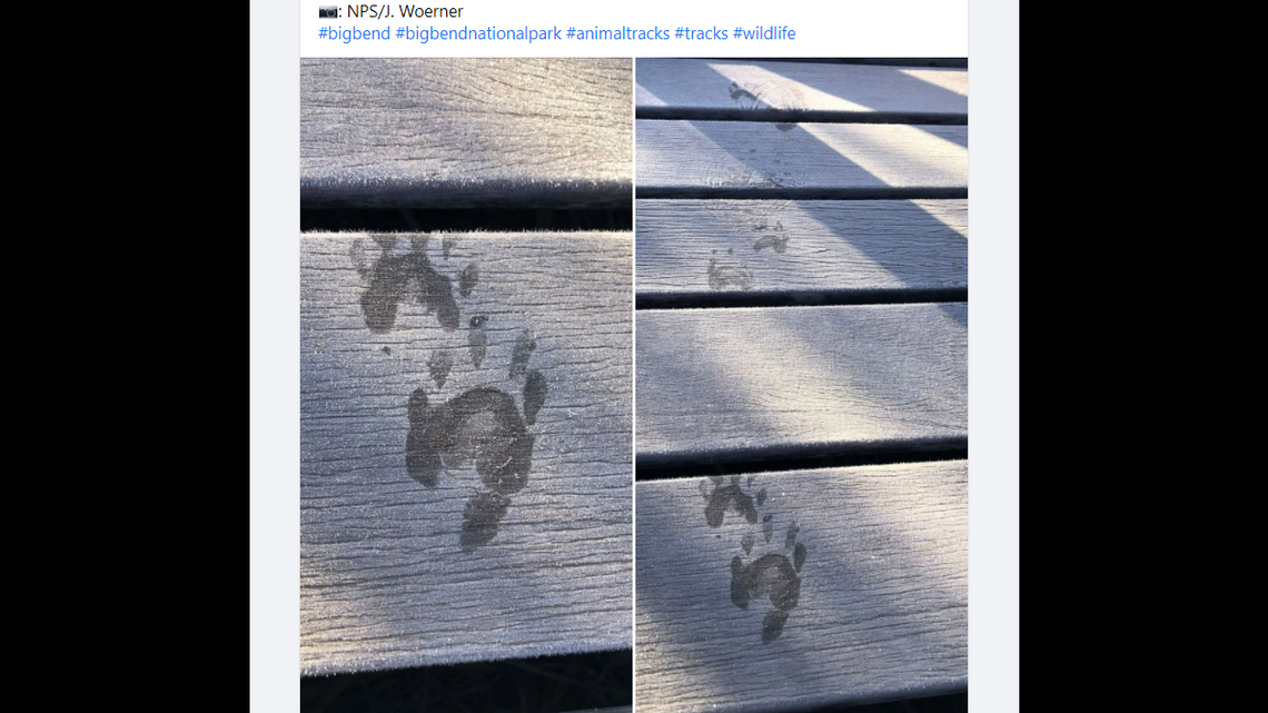 Officials at Big Bend National Park in Texas took a photo of animal prints from the park and challenged people to guess what creature they belong to.
