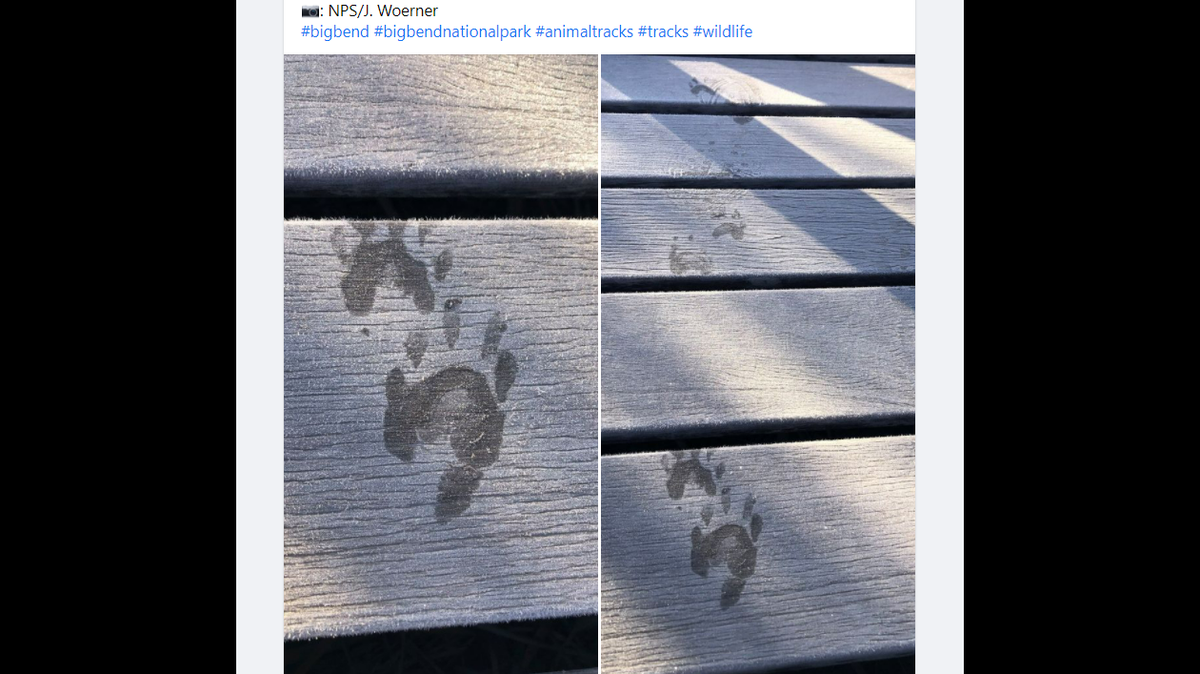 Officials at Big Bend National Park in Texas took a photo of animal prints from the park and challenged people to guess what creature they belong to.