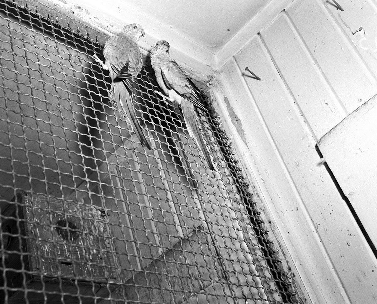 1950: From South America, these red rump parakeets now are delighting spectators at the Forest Park Zoo’s bird house. They cost $125 and seem happy to be here, says Zoo Director Hamilton “Ham” Hittson.