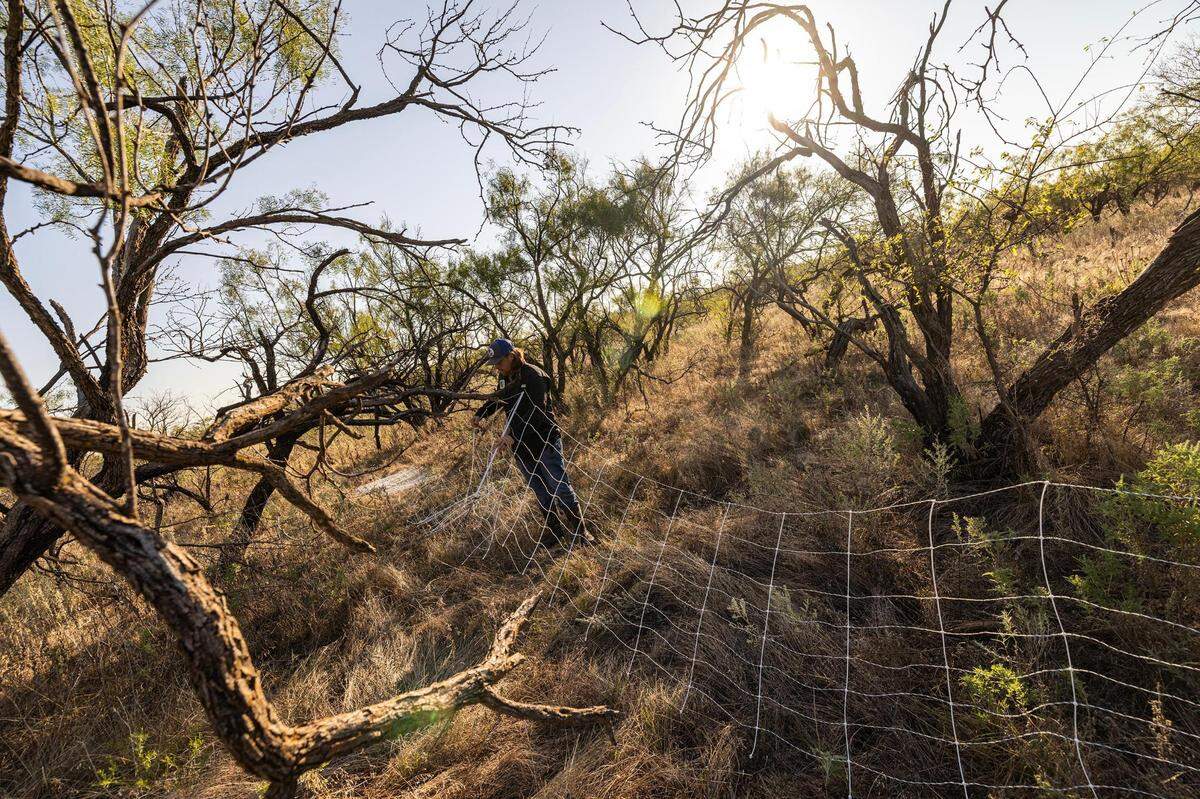 Greg Kalldin, the supervisor for the Goats on the Go Weatherford affiliate, begins to set up an electric fence around a new patch of land in Jacksboro that will help protect the goats from predators such as coyotes and rattlesnakes.