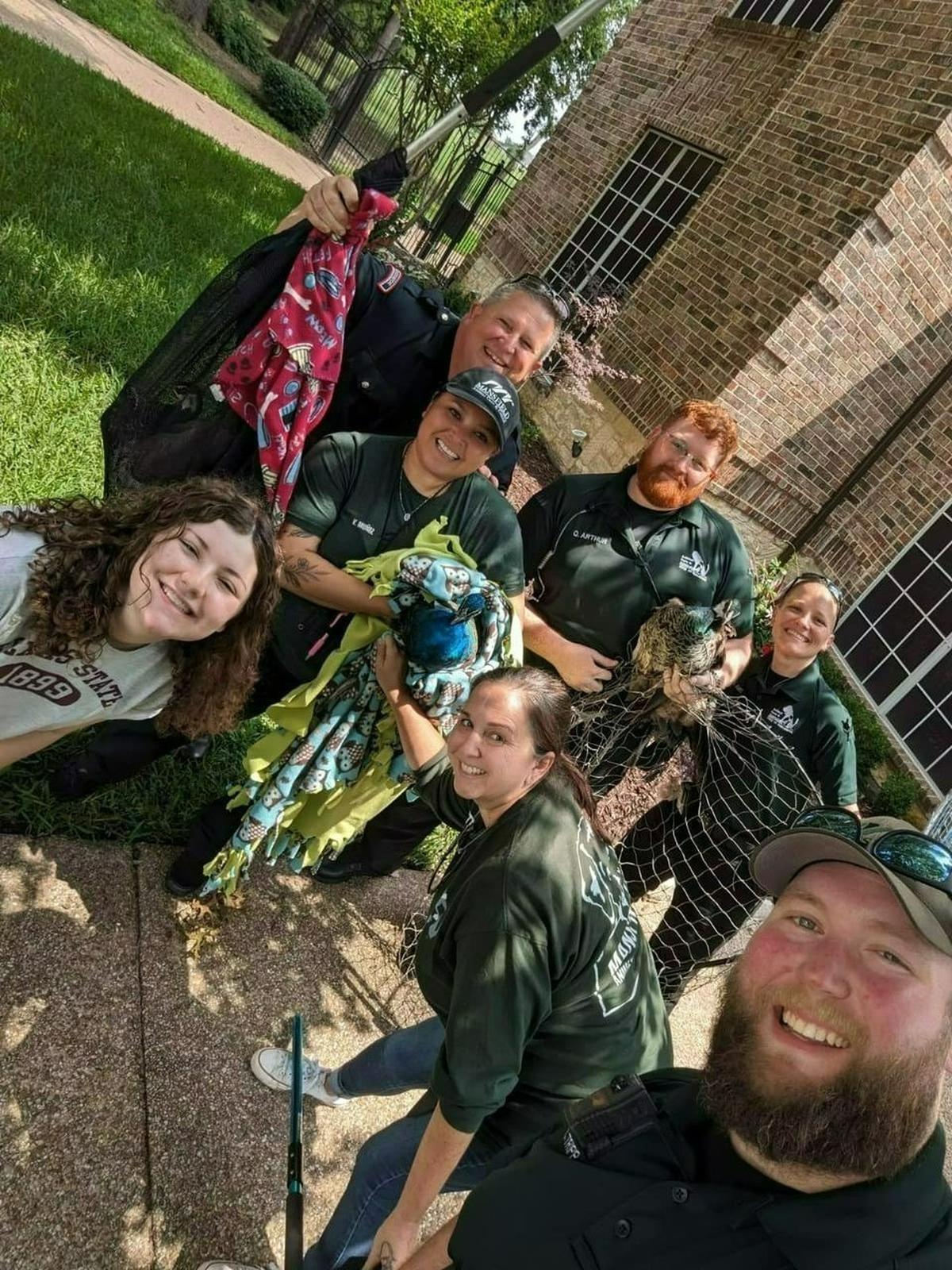 Mansfield Animal Control and Mansfield PD recovered three peacocks safely after they were spotted on a street.