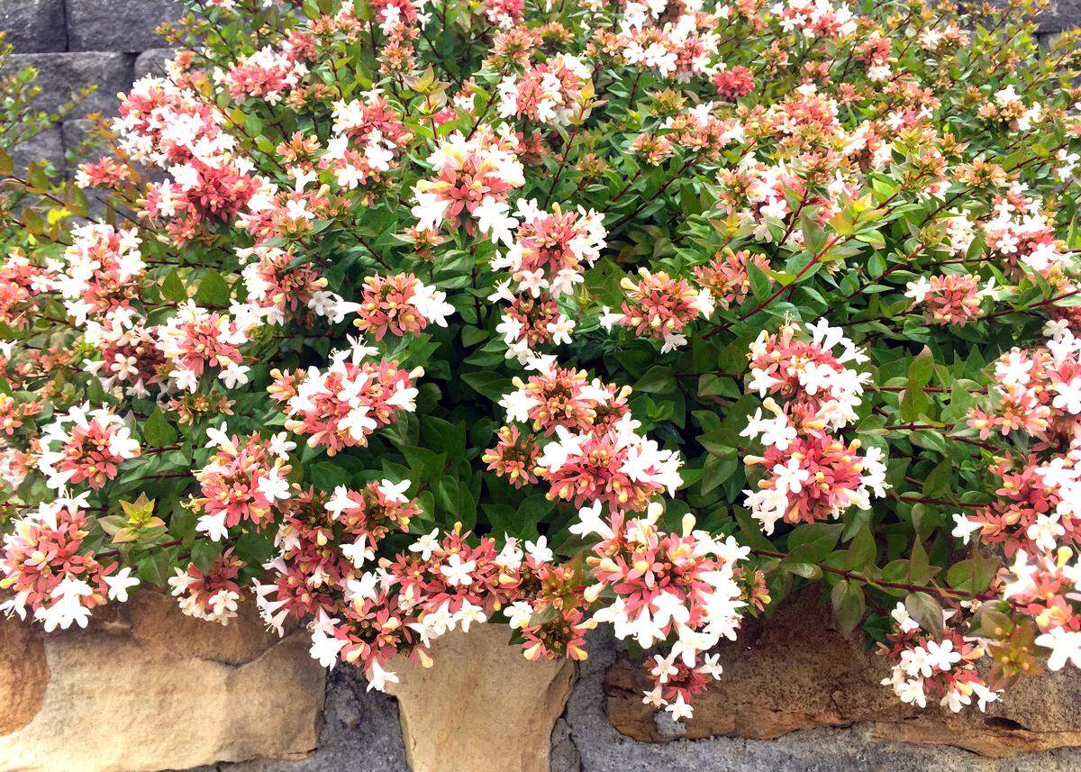 Dwarf abelia come in several varieties. All of the variegated forms do better in highly organic garden soil and with morning sun, afternoon shade.