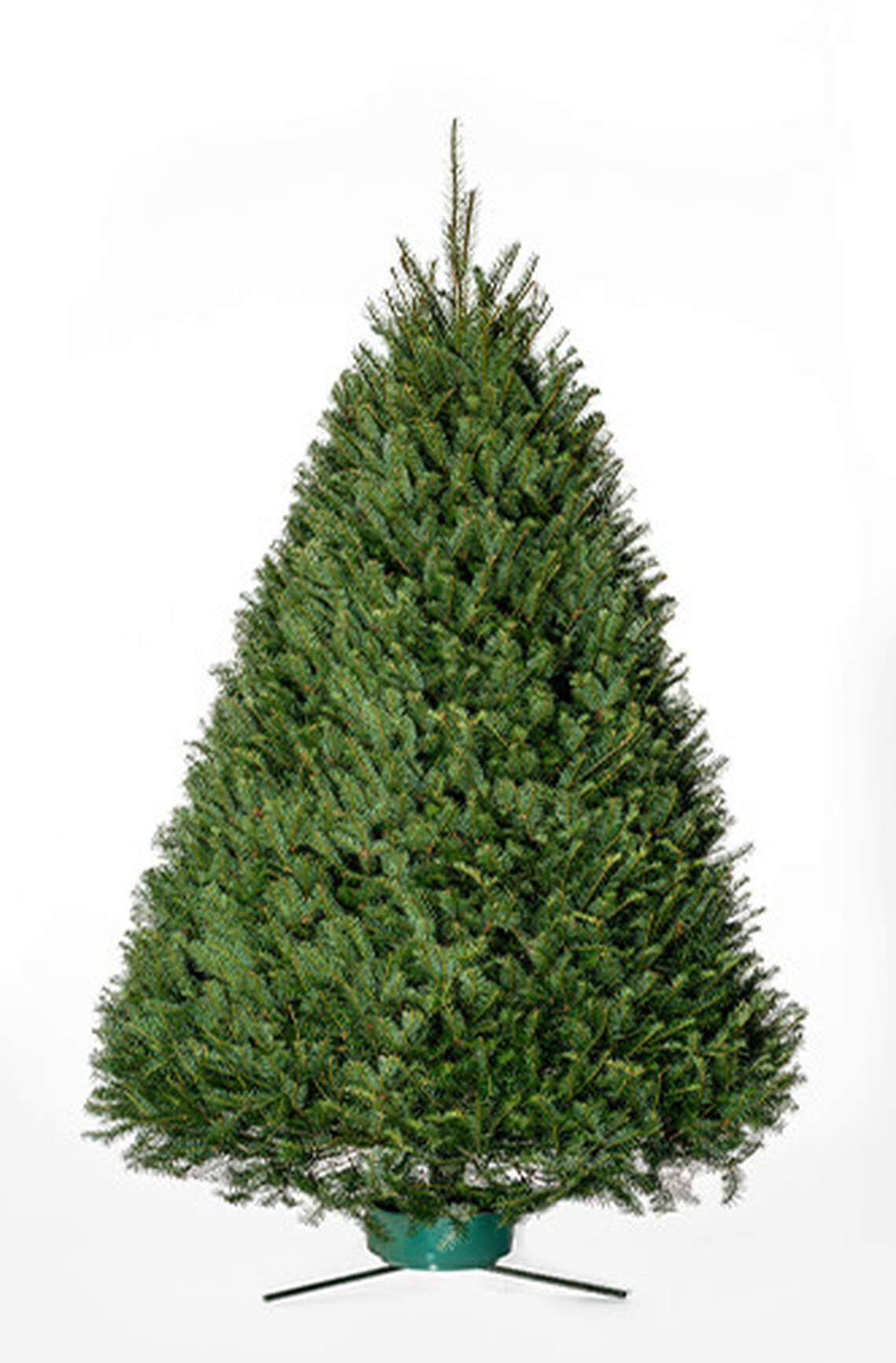 Douglas Fir Christmas tree.