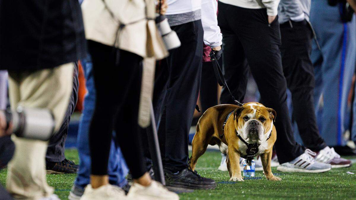 Mississippi State’s mascot, Bully XXI, is retiring and will be replaced by Bully XXII who will be named after Dallas Cowboys quarterback Dak Prescott. 