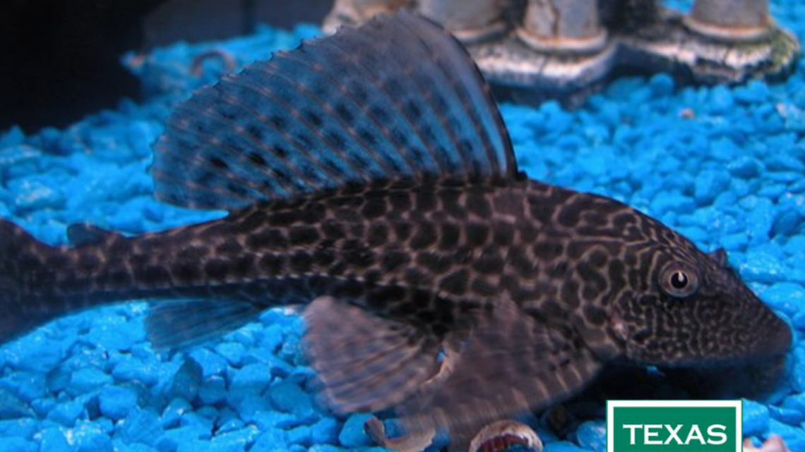 A suckermouth armored catfish is seen in this photo shared by the Texas Parks and Wildlife Department.