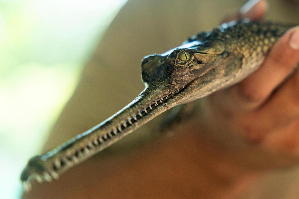 A gharial that was hatched the previous year is shown at the Fort Worth Zoo on Wednesday, July 9, 2025. This is the zoo’s third year in a row to successfully hatch gharial newborns, a critically endangered species.