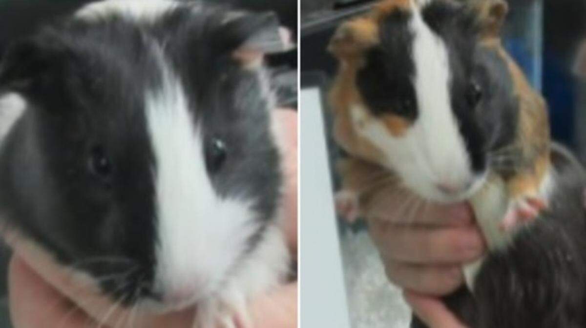 Dallas police are searching for the owner of guinea pigs who were abandoned Jan. 17 on a Dallas trail.