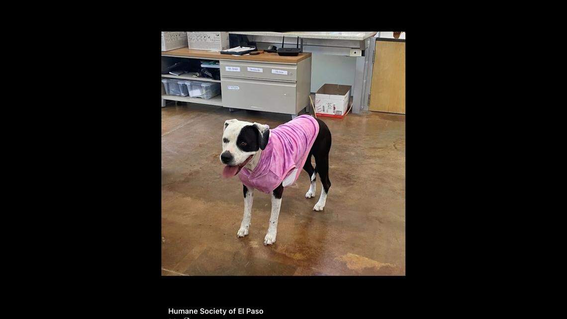 Mia loves her sweaters.