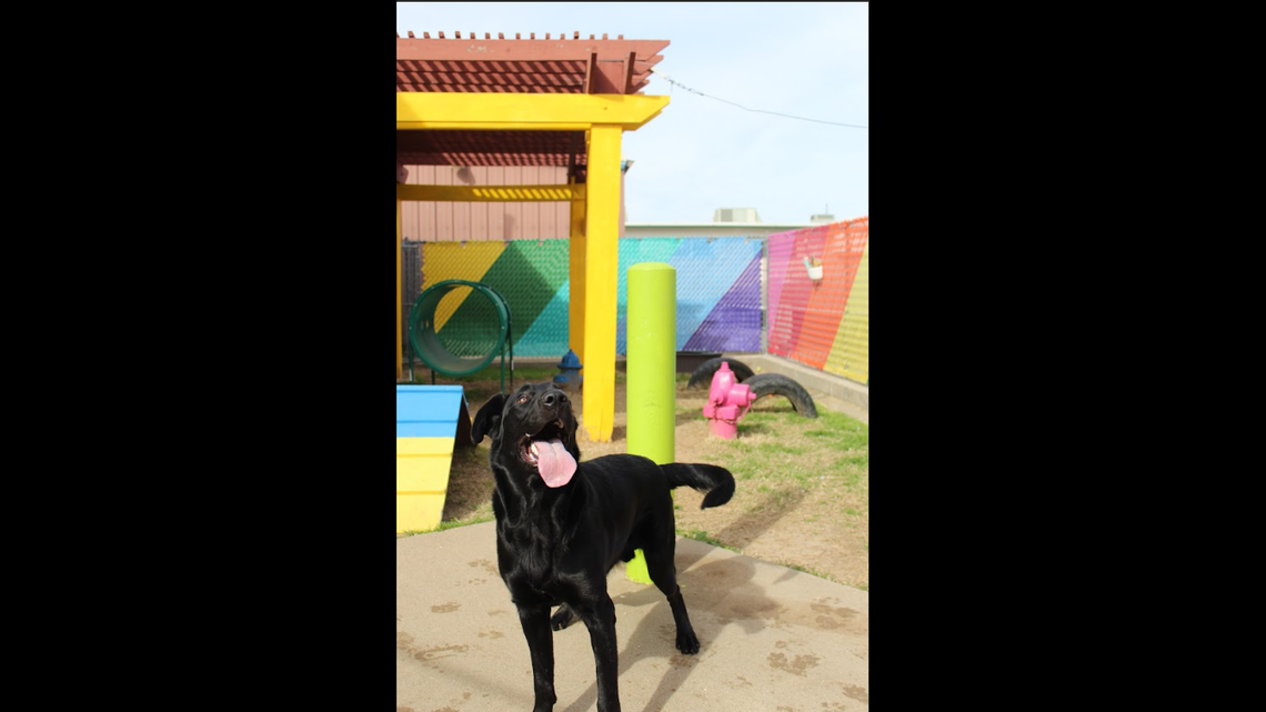 Hopper, a young Labrador retriever who was rescued during an animal cruelty investigation in Johnson County, is up for adoption Sunday, March 1. He will be at PetSmart Montgomery Plaza in Fort Worth from 10 a.m. to 3 p.m.
