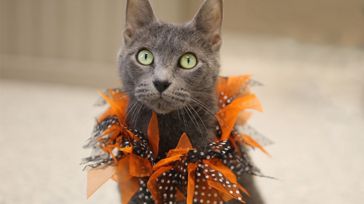 How to keep your pets safe from Halloween tricks and treats this season
