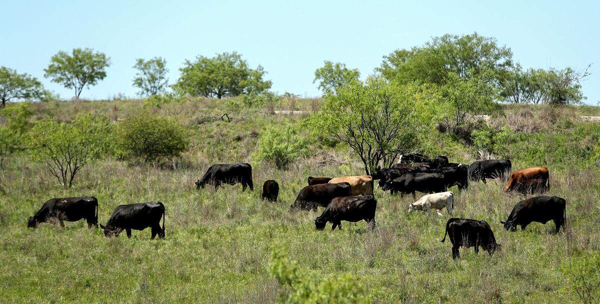 Cows and their calves grace on one of the pastures at Bonds Ranch located north of Saginaw in 2020.