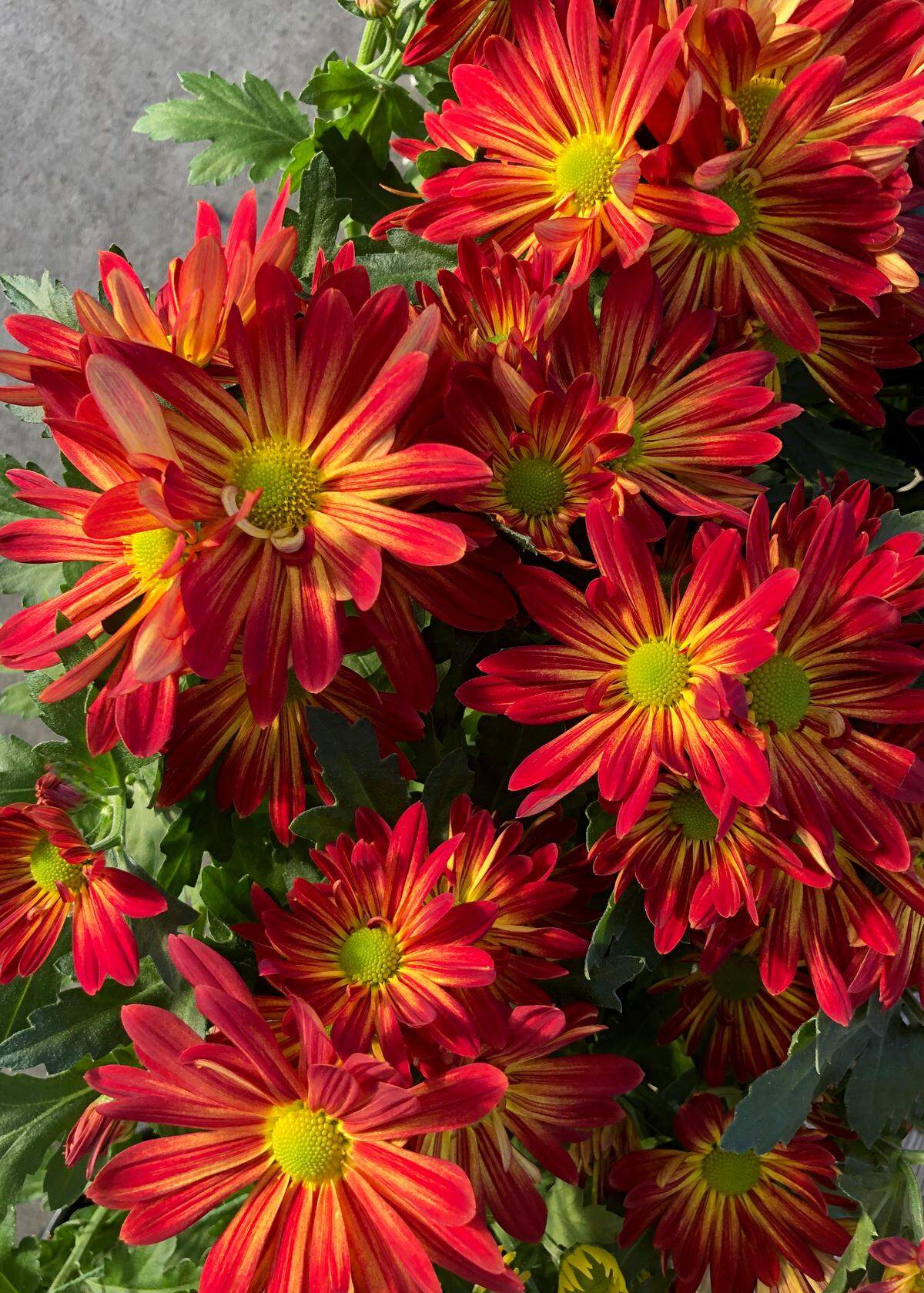A beautiful red daisy mum.