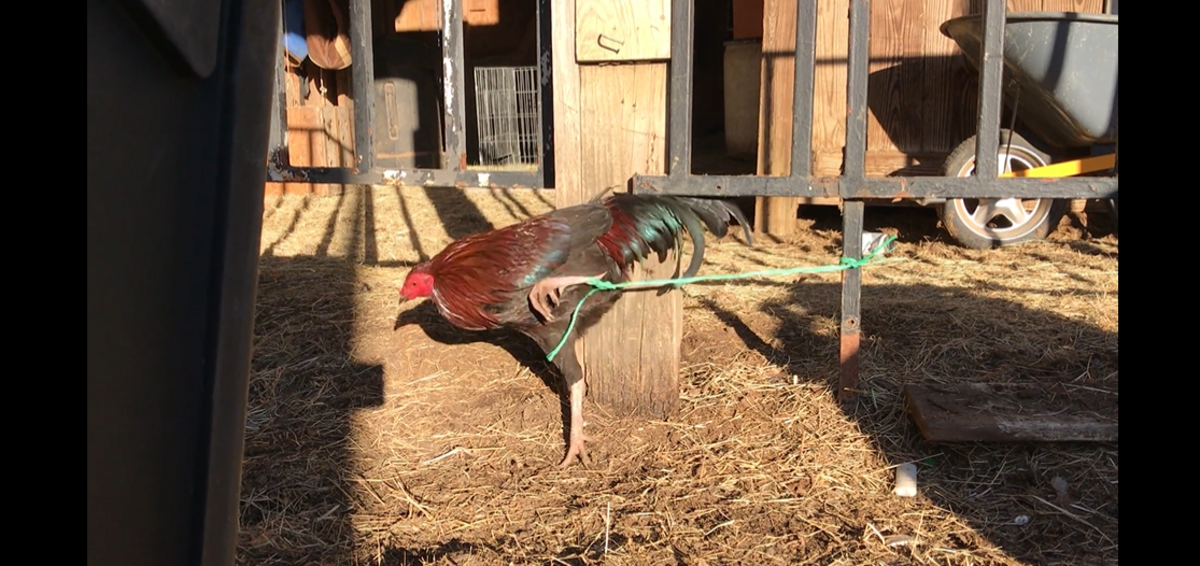 Dallas police and workers with the SPCA of Texas rescued roosters and hens from a cockfighting ring on Feb. 12. At the Dallas property, many roosters were tied in place by their legs, like the one pictured. In a separate case, a Fort Worth woman is charged with 10 counts of animal cruelty and accused of neglecting about 140 fighting roosters and chickens.