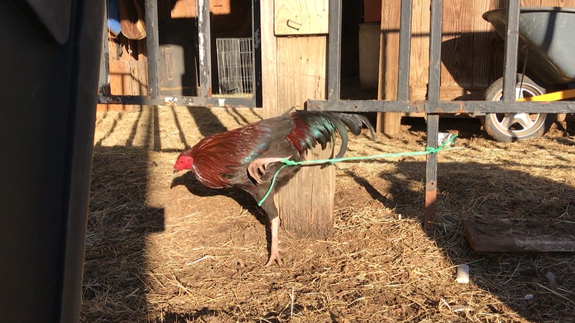 Dallas police and workers with the SPCA of Texas rescued roosters and hens from a cockfighting ring. At the Dallas property, many roosters were tied in place by their legs, like the one picture above.