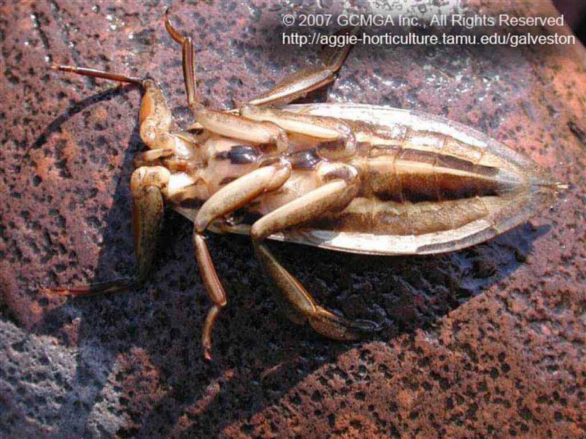 The body design of the Giant Water Bug makes it a formidable predator, well-suited for hunting in its aquatic habitat.