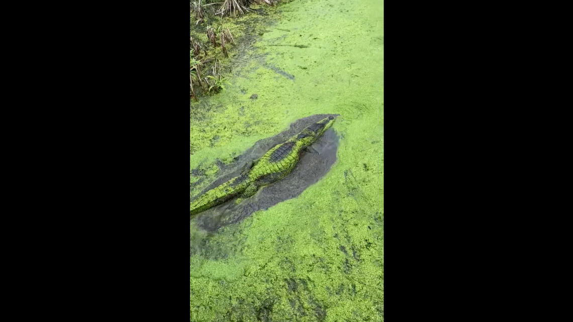 Video shows an alligator camouflage itself almost completely in just seconds at a Texas wildlife refuge.