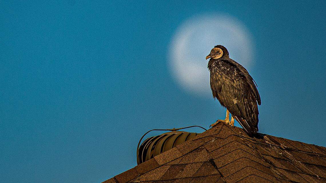 In most regions of the U.S., including North Texas, February happens to be the snowiest month of the year. This made the choice of snow moon as the name for the month’s full moon simple enough.