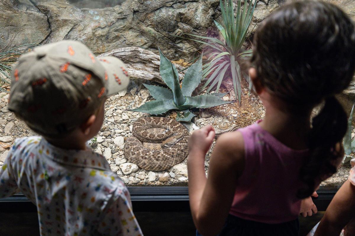 Danny Miles, 3, and Gabriella Cree, 6, cautiously look on at a Texas rattlesnake during a media event for the grand reopening of the reimagined Mountains & Desert exhibit in the Fort Worth Zoo on Thursday.