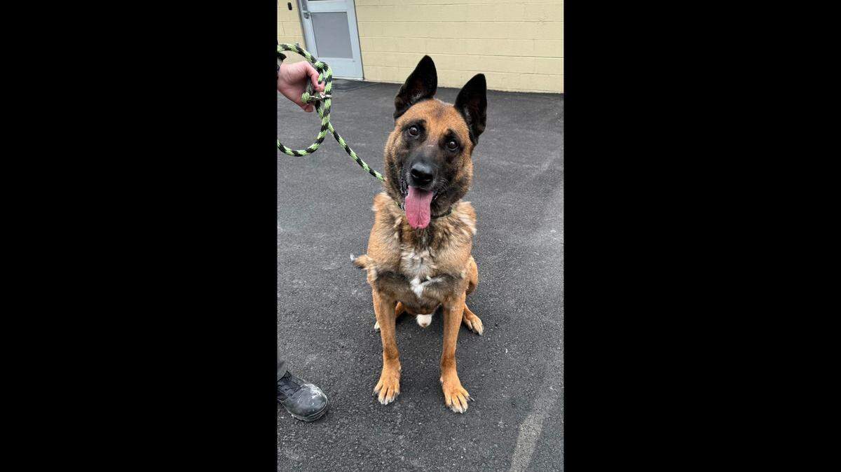Csonti is anxious to find his forever home.