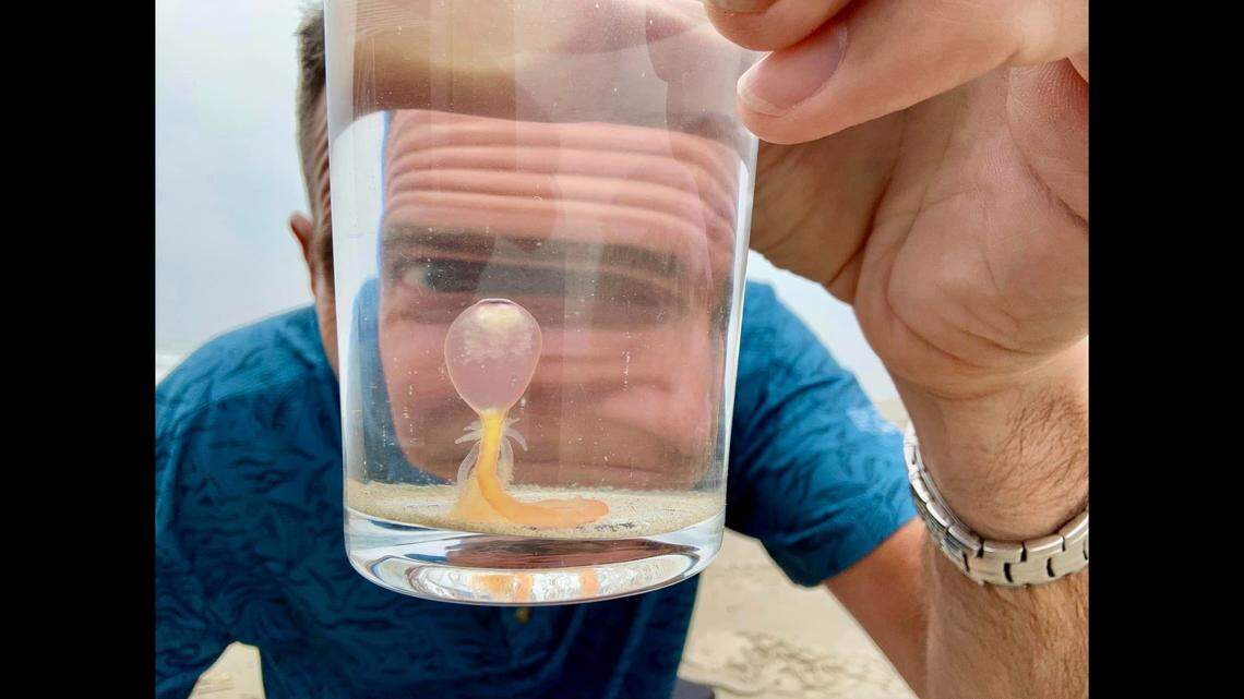 Jace Tunnell with the Harte Research Institute for Gulf of Mexico Studies holds a container with a Rhizophysa inside.