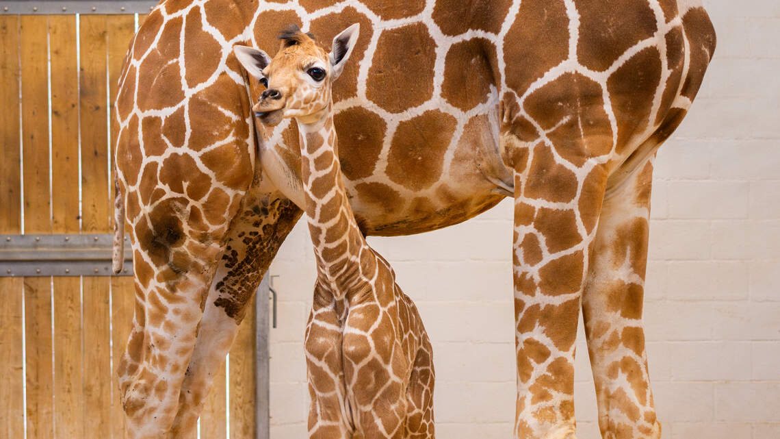 Fort Worth Zoo asks public to vote on new baby giraffe’s name